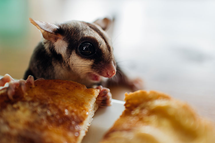 Stroke in Pet Sugar Gliders: Signs and Prevention